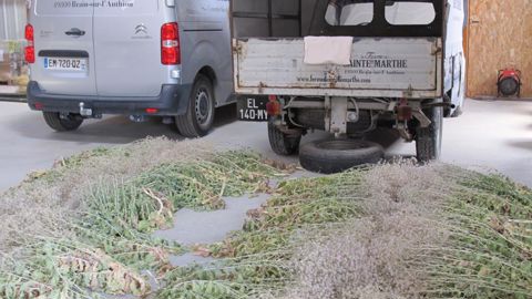 La Ferme de Sainte Marthe a rejoint Végécom, groupement de producteurs de la région angevine qui comptait jusqu’ici 6 adhérents. ©P. Fayolle